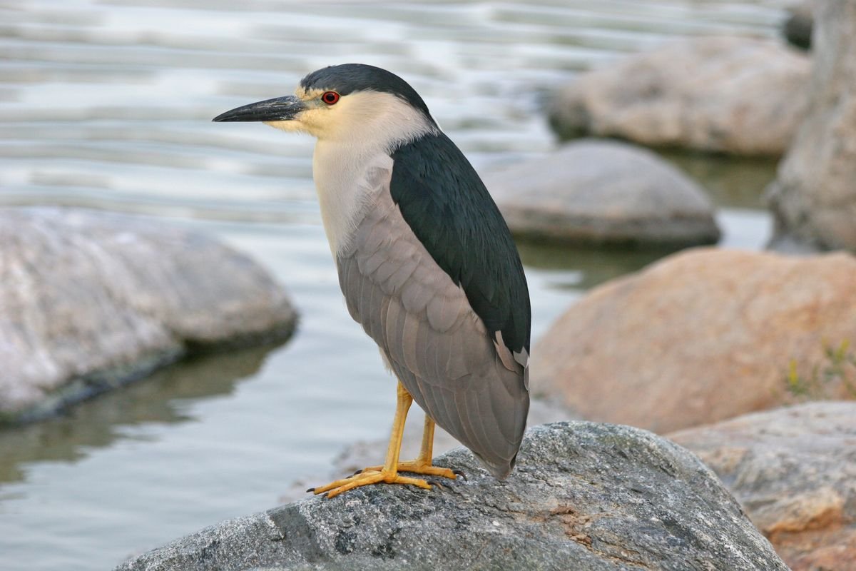 Black-crowned Night Heron